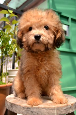 Sable Colour Toy Poodle For Sale - Poodle Dog