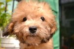 Sable Colour Toy Poodle For Sale - Poodle Dog