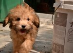 Sable Colour Toy Poodle For Sale - Poodle Dog