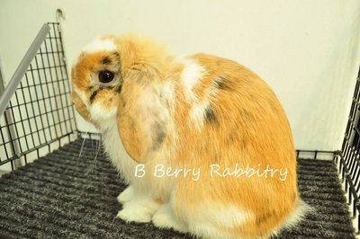 Holland Lop - Tri Colour 21 - Holland Lop Rabbit