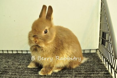 Netherland Dwarf - Choco Otter 21 - Netherland Dwarf Rabbit