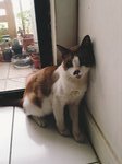 Adolf - Snowshoe Cat