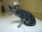 Alley - Domestic Short Hair + Bengal Cat