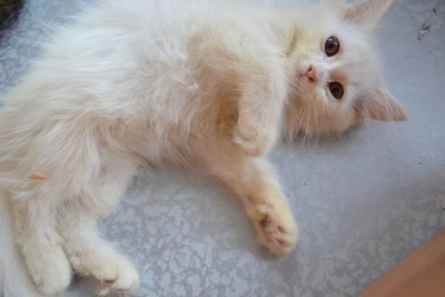 PF46496 - Turkish Angora + Persian Cat