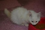 PF46496 - Turkish Angora + Persian Cat