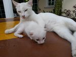 Putih And Her Kitten - Domestic Short Hair Cat