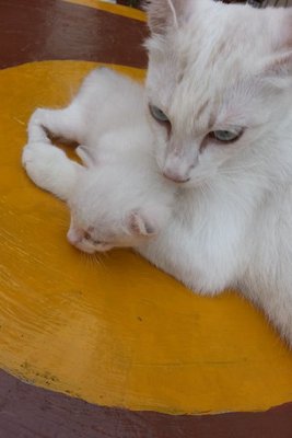 Putih And Her Kitten - Domestic Short Hair Cat