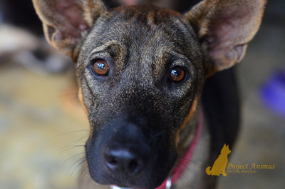 Chuckie - Labrador Retriever Mix Dog