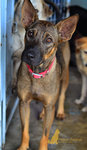 Chuckie - Labrador Retriever Mix Dog