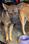 Chuckie - Labrador Retriever Mix Dog