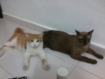 Lilo N Meow2 - Siamese + Domestic Medium Hair Cat