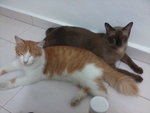 Lilo N Meow2 - Siamese + Domestic Medium Hair Cat