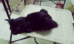 Dayang - Domestic Medium Hair Cat