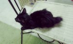 Dayang - Domestic Medium Hair Cat