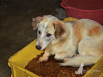 Charlie being comfortable in the box of kibbles but was later asked to leave :)