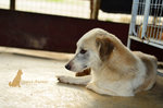 Charlie - Dachshund Mix Dog