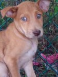 Pretty Eyes - Mixed Breed Dog