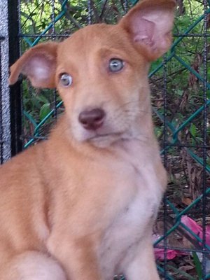 Pretty Eyes - Mixed Breed Dog