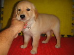 Golden Retriever Pups - Golden Retriever Dog