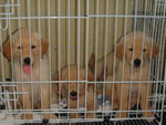 Golden Retriever Pups - Golden Retriever Dog