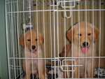 Golden Retriever Pups - Golden Retriever Dog