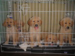 Golden Retriever Pups - Golden Retriever Dog