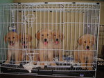 Golden Retriever Pups - Golden Retriever Dog