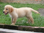 Golden Retriever Pups - Golden Retriever Dog