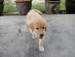 Golden Retriever Pups - Golden Retriever Dog