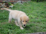 Golden Retriever Pups - Golden Retriever Dog