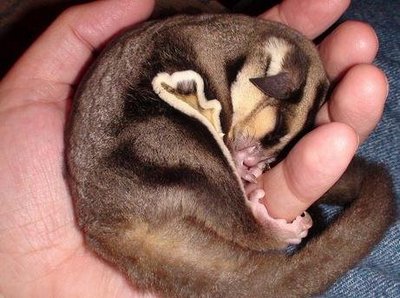 Sugar Glider With Package - Sugar Glider Small & Furry