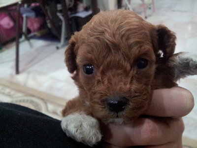 T-cup Poodle Mix With Toy Poodle - Poodle Dog