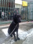 Blackkie - Mixed Breed Dog