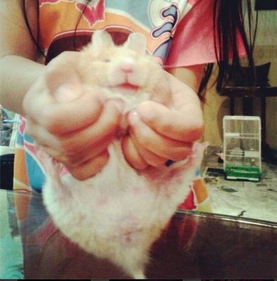 Comel - Syrian / Golden Hamster Hamster