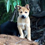 Fat Puppies - Mixed Breed Dog