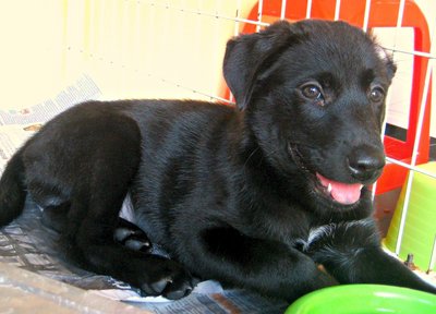 Fat Puppies - Mixed Breed Dog