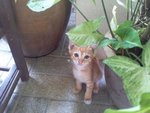 Tommy &amp; Snowy - Domestic Short Hair + Tabby Cat