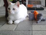 Tommy &amp; Snowy - Domestic Short Hair + Tabby Cat