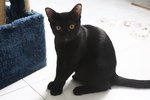 Edmund - Domestic Short Hair Cat