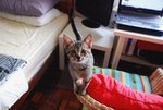 Mojo's baby face when we 1st brought him home