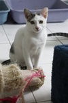 Caspian - Domestic Short Hair Cat