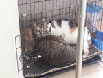 Mok, Awang, Enot - Domestic Short Hair Cat