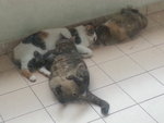 Mok, Awang, Enot - Domestic Short Hair Cat