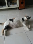 Mok, Awang, Enot - Domestic Short Hair Cat