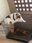 Mok, Awang, Enot - Domestic Short Hair Cat