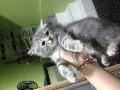 PF46582 - Domestic Medium Hair + Persian Cat