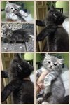 PF46582 - Domestic Medium Hair + Persian Cat