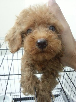 Toy Poodle - Poodle Dog