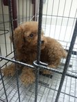 Toy Poodle - Poodle Dog