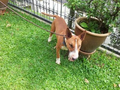 English Bull Terrier - Bull Terrier Dog